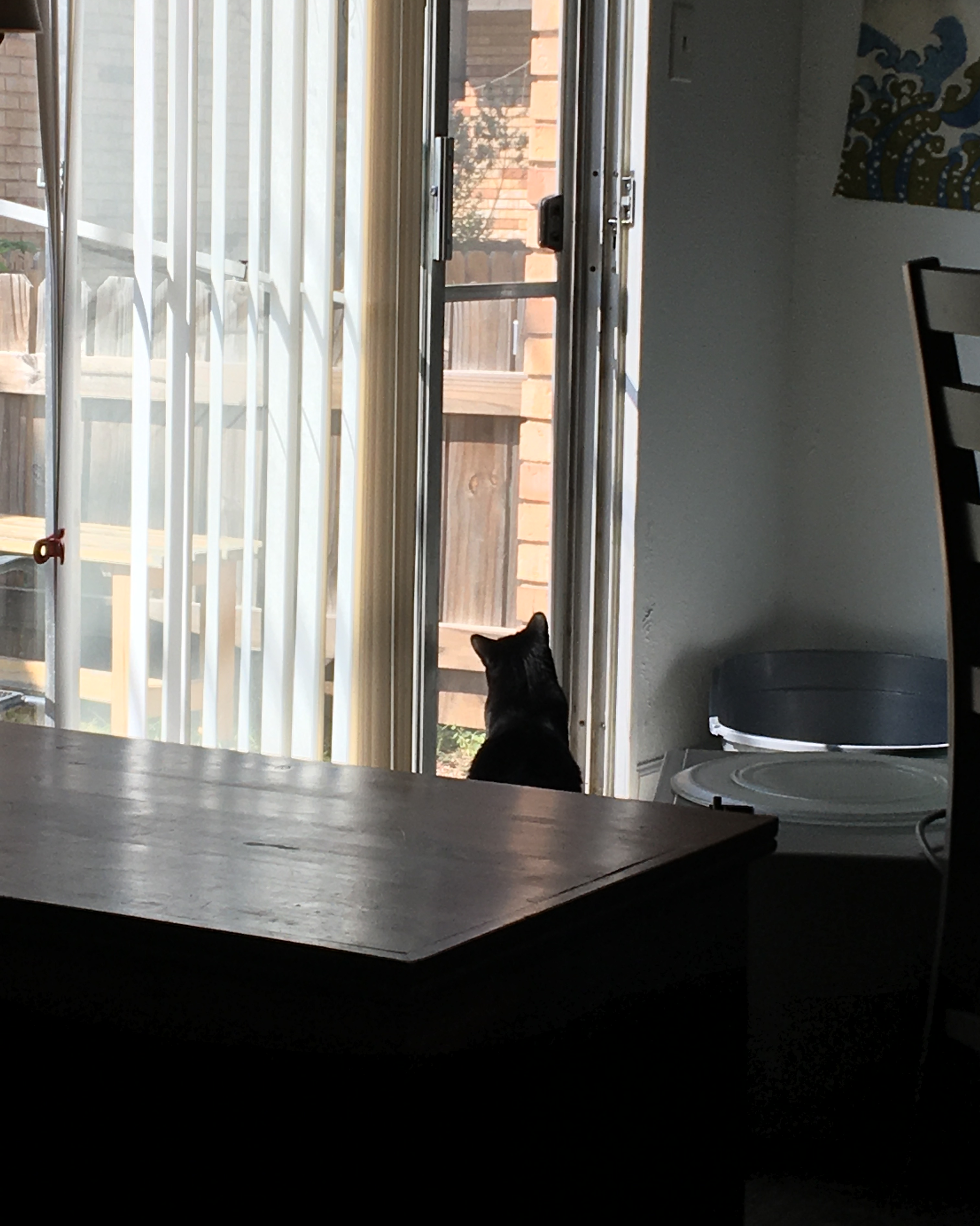 black cat looking out an open screen door, next to a litter box placed against a shared wall with the neighbor