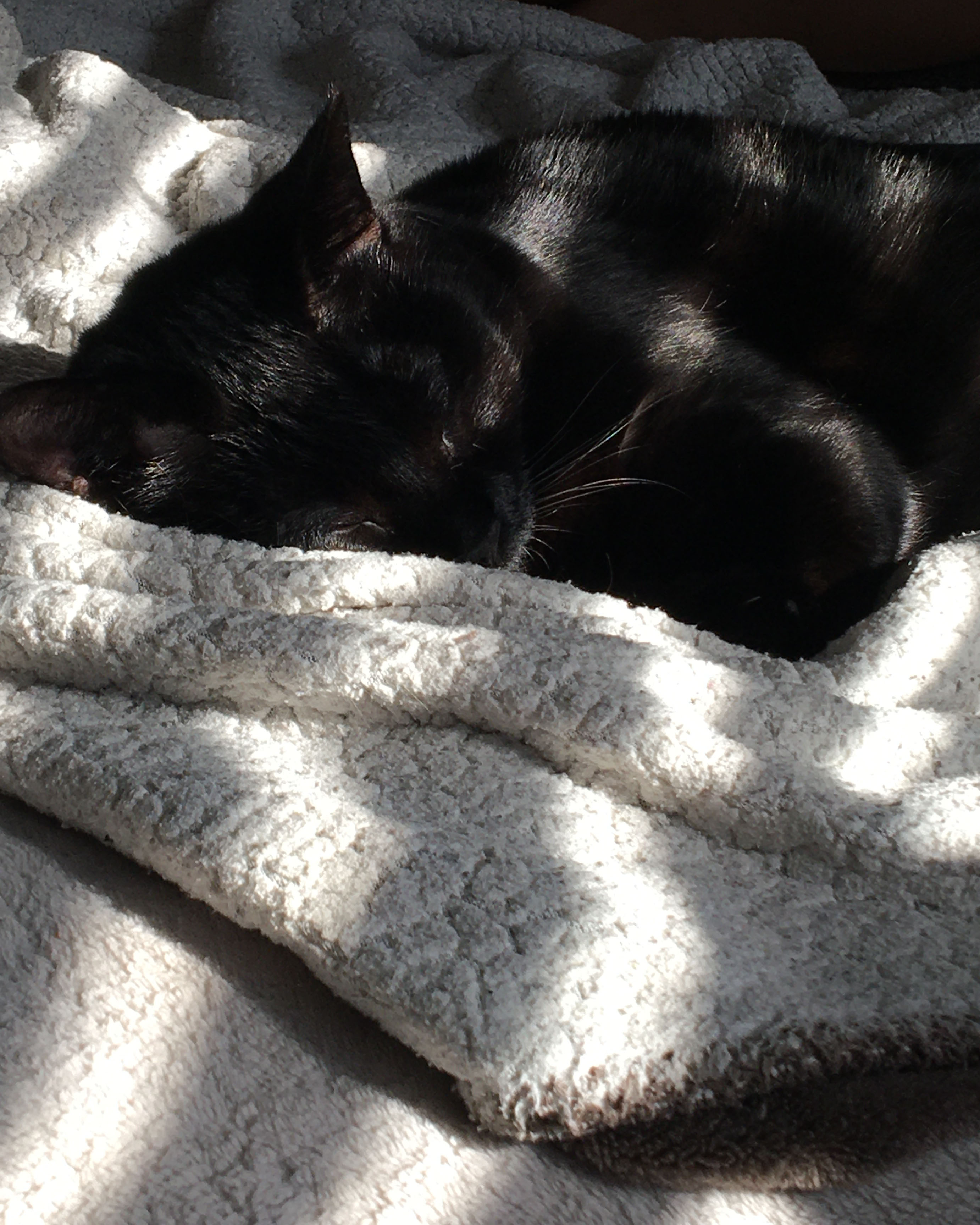 black cat asleep on a blanket with lines of sun cast across them