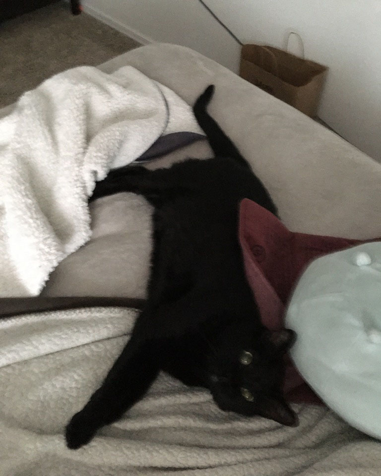 black cat laying flat with large saucer eyes