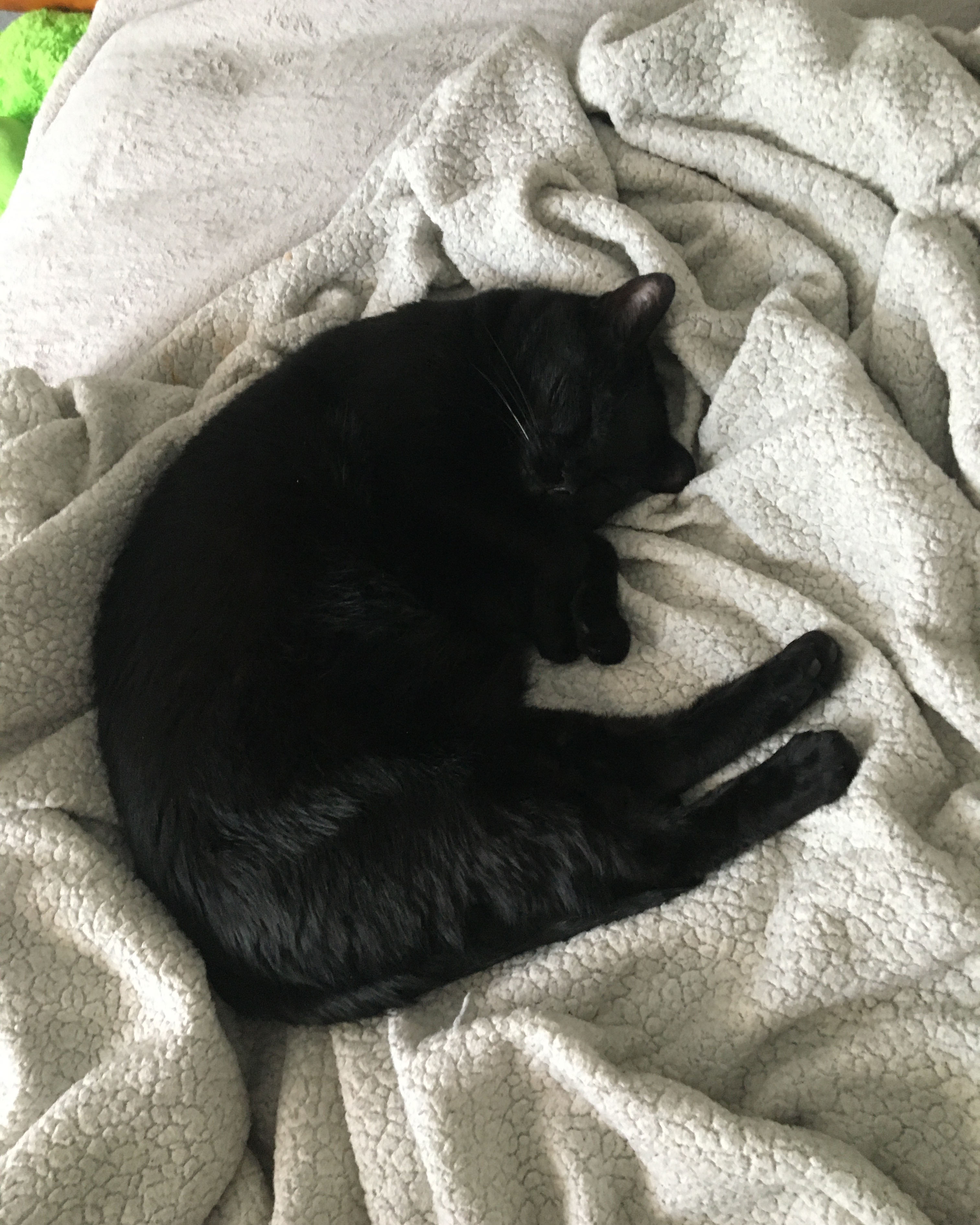 black cat asleep while curled up into a spiral