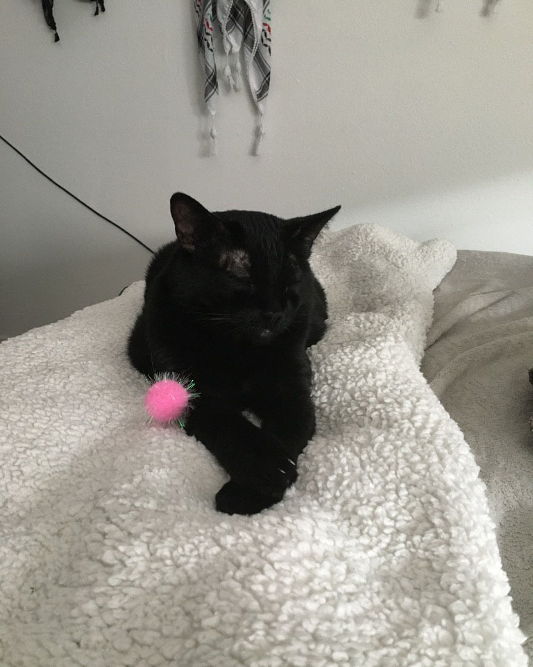 black cat asleep standing up with a pink fuzzy ball toy next to her