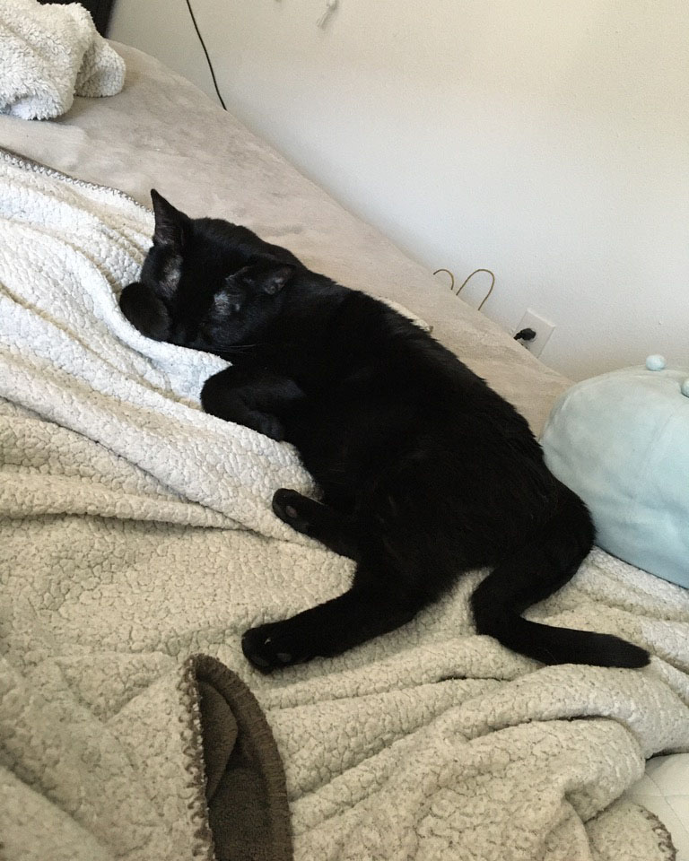 black cat asleep on bed
