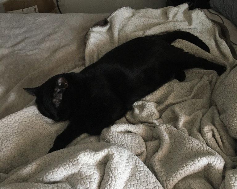 black cat stretched out asleep on bed