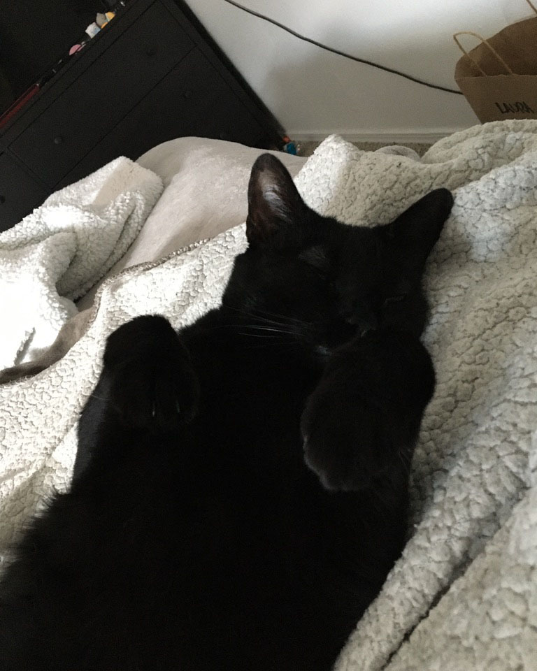 black cat asleep on its back with their paws curled up in front of their face