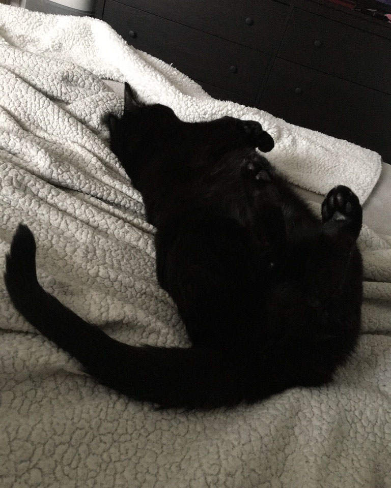 black cat asleep on its back with its abnormally long hind feet face up