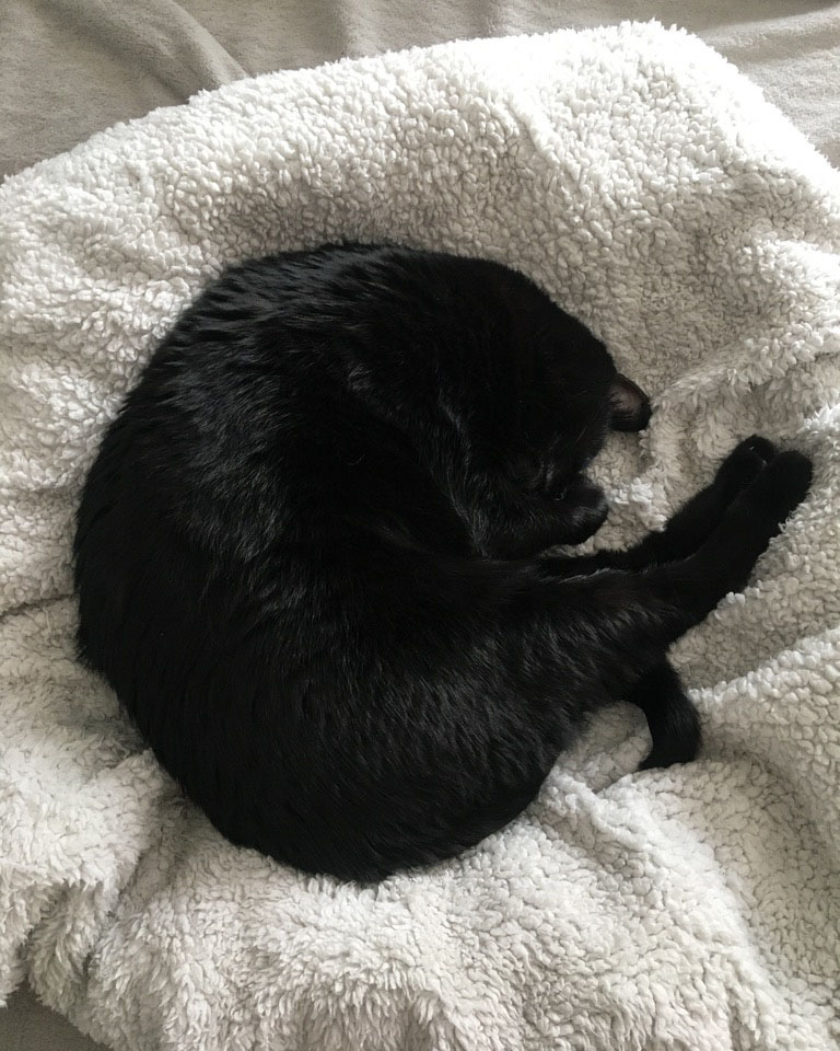 black cat curled up in a spiral, asleep