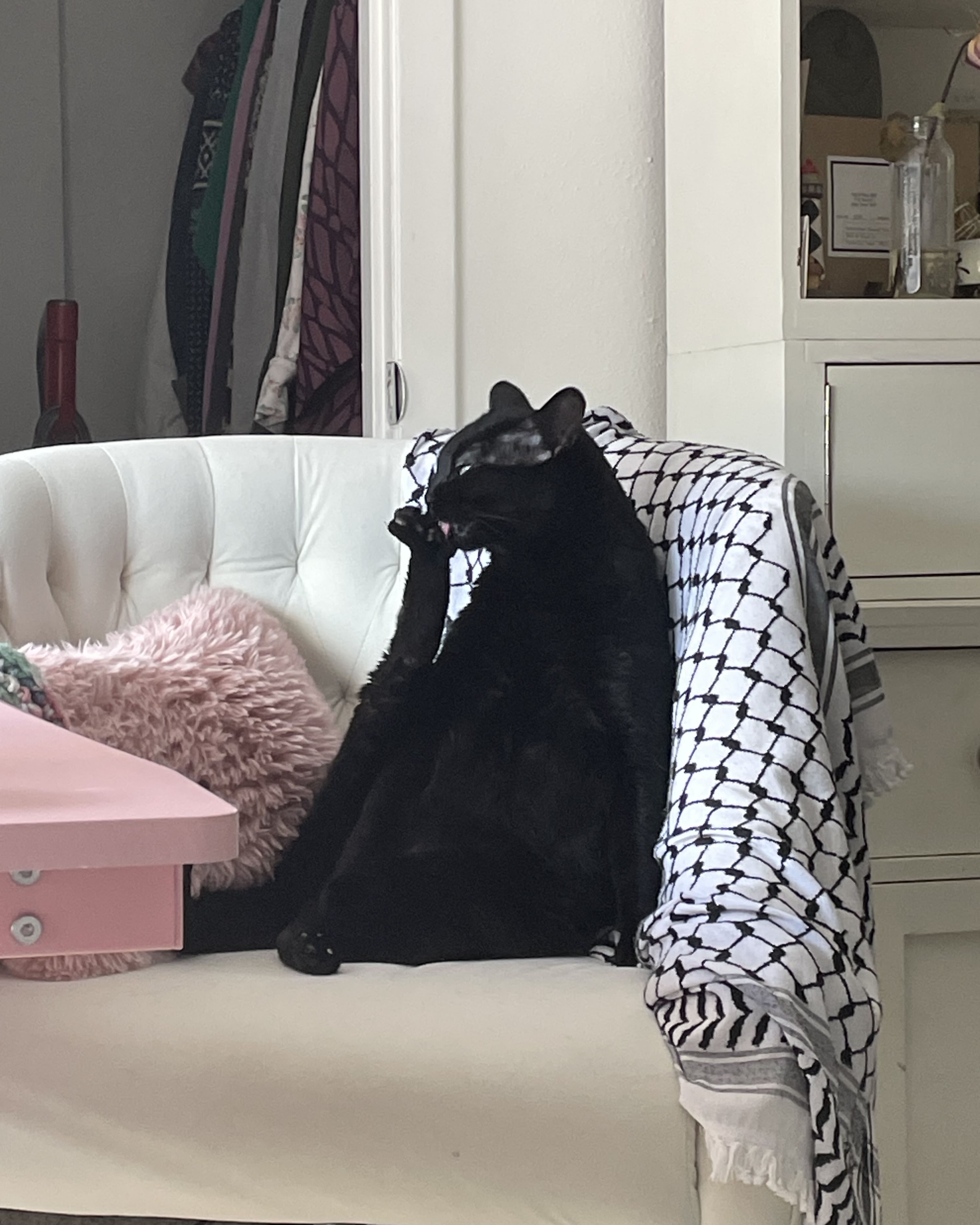 black cat in a chair grooming its toes by stretching its hind leg straight up in to the air at an improbable angle