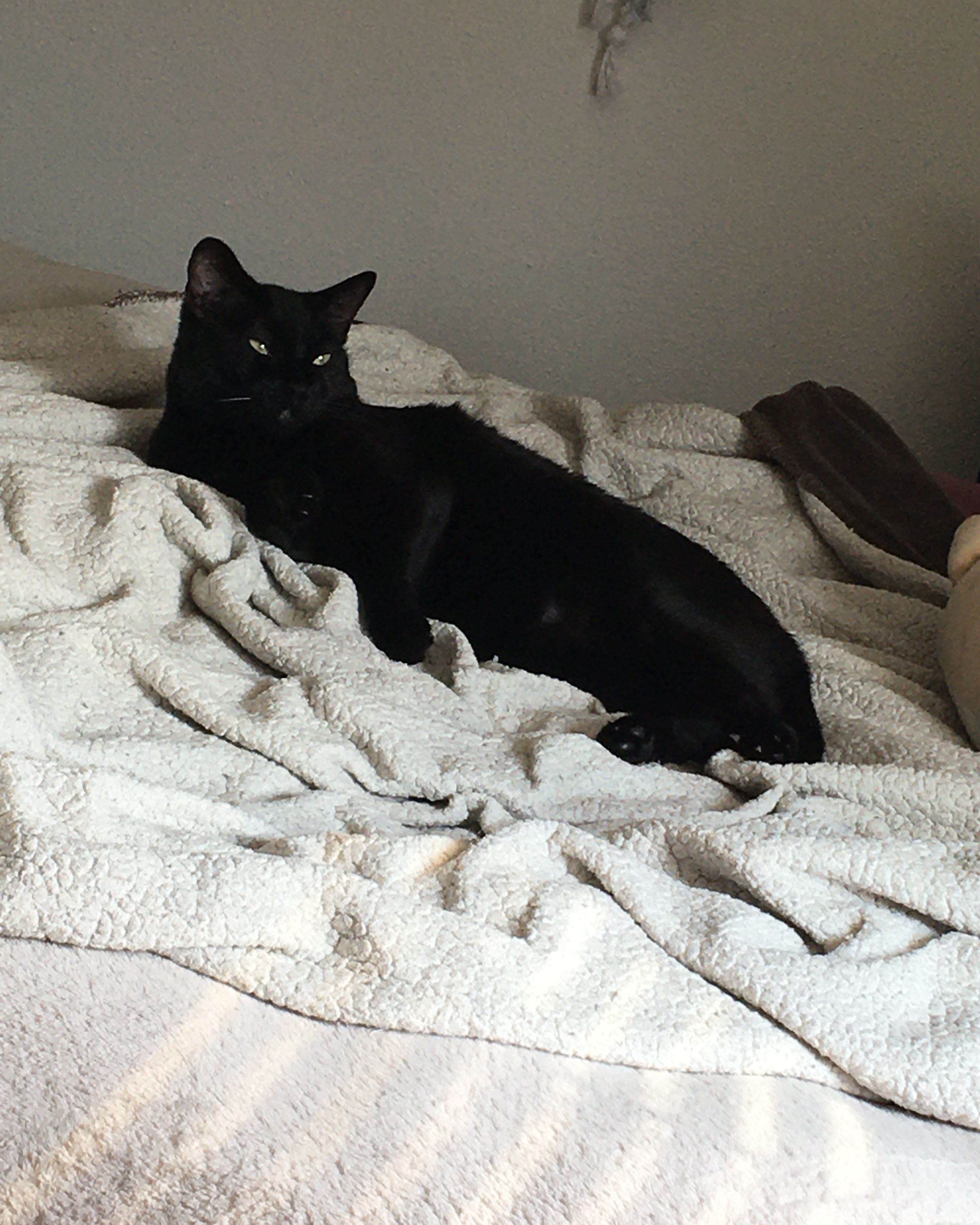 black cat just woke up from a nap, has sleepy eyes