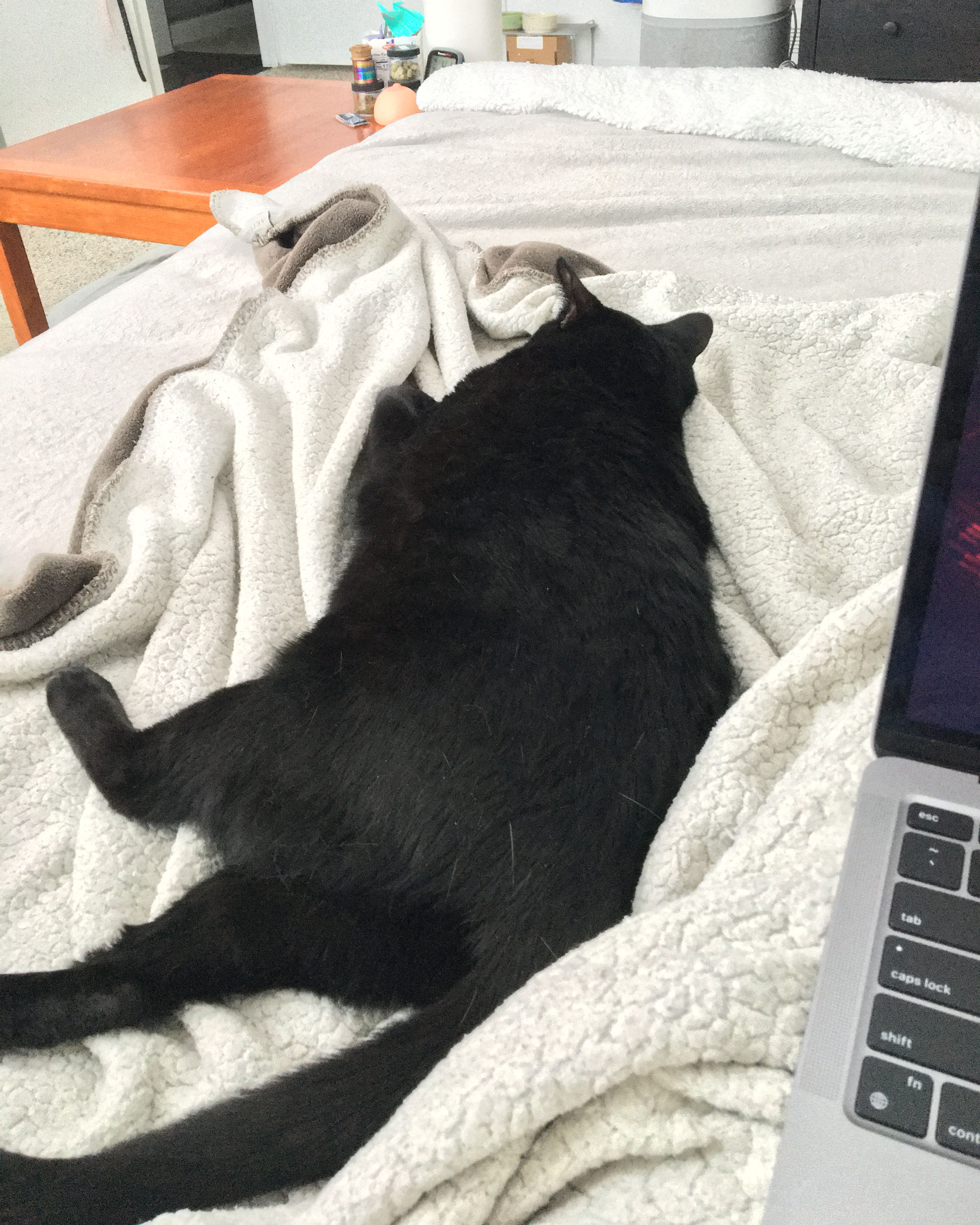 black cat asleep pressed up against a person's leg in bed as they work on a laptop