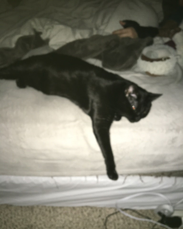 flash image of a black cat hanging a paw off the side of a bed