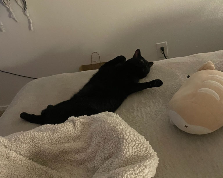 black cat lying on its back in a playful pose