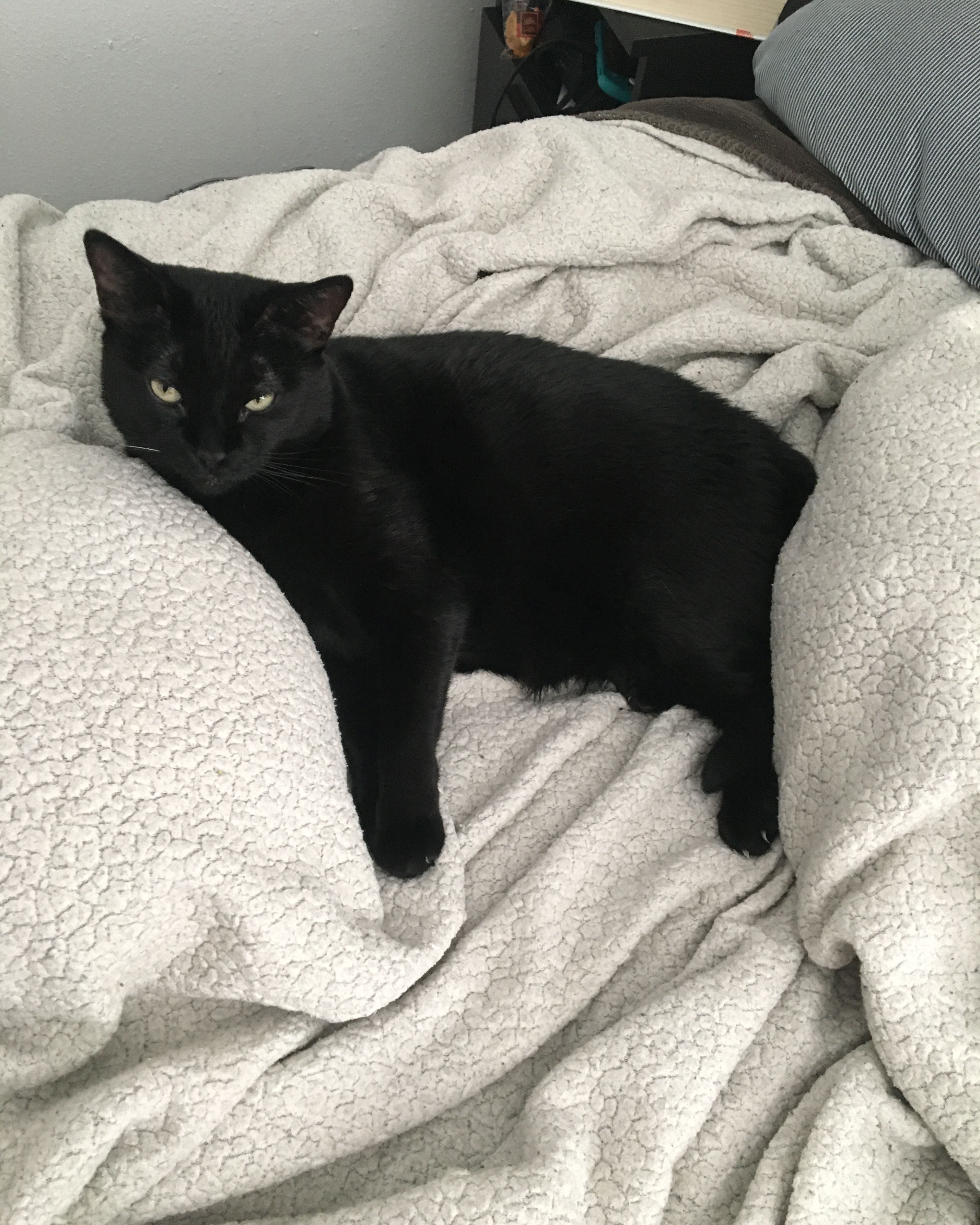 black cat sitting on bed giving a disgruntled look