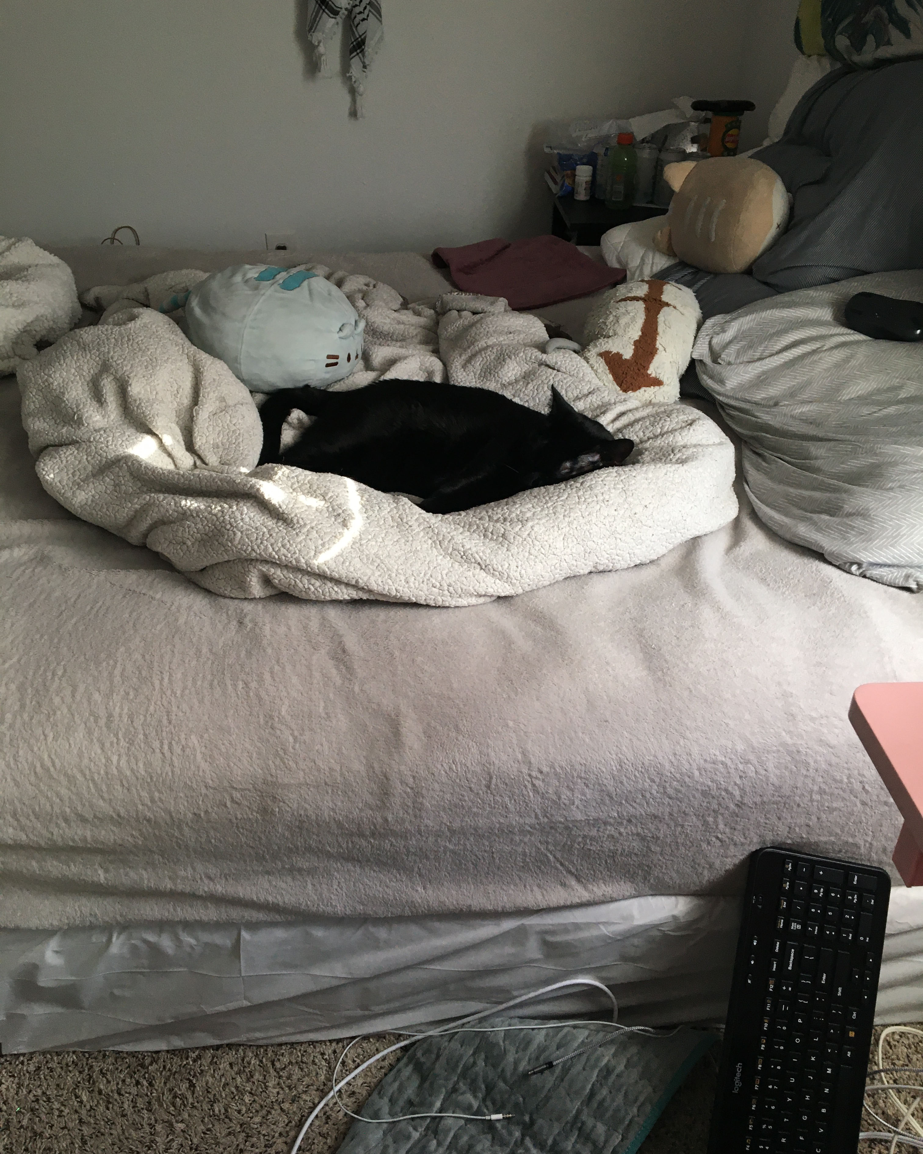 cfat asleep curled up in a make-shift bed