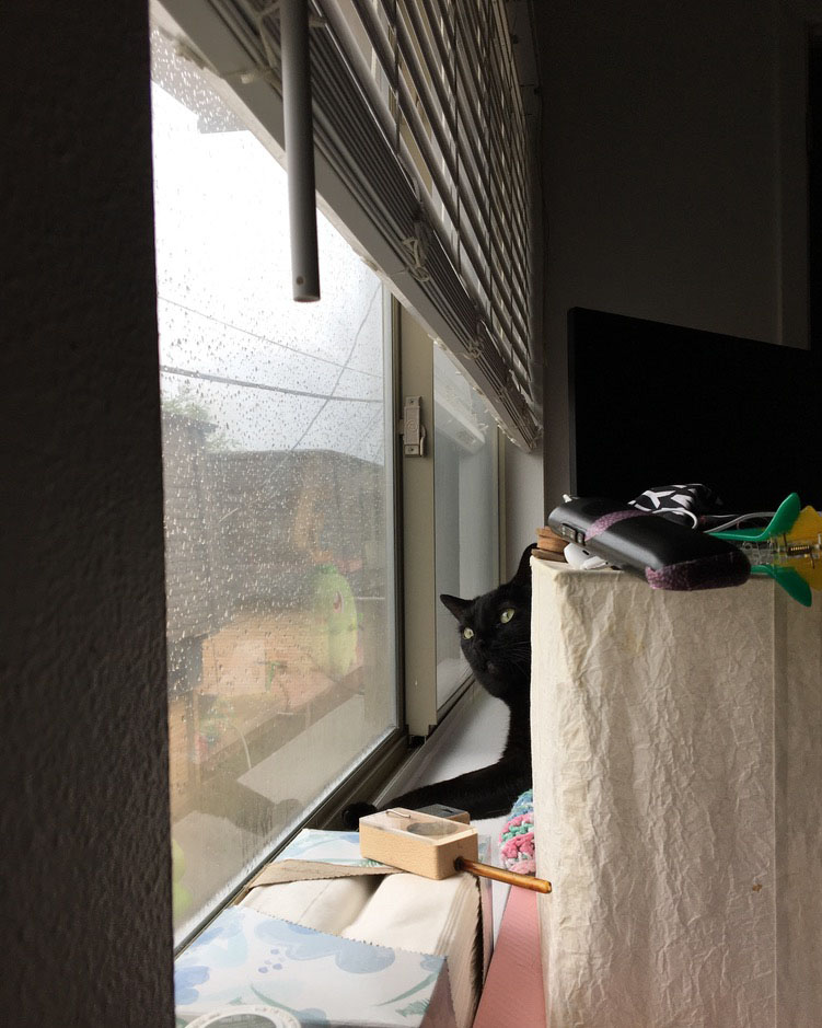 cat looking intently out of a rainy window