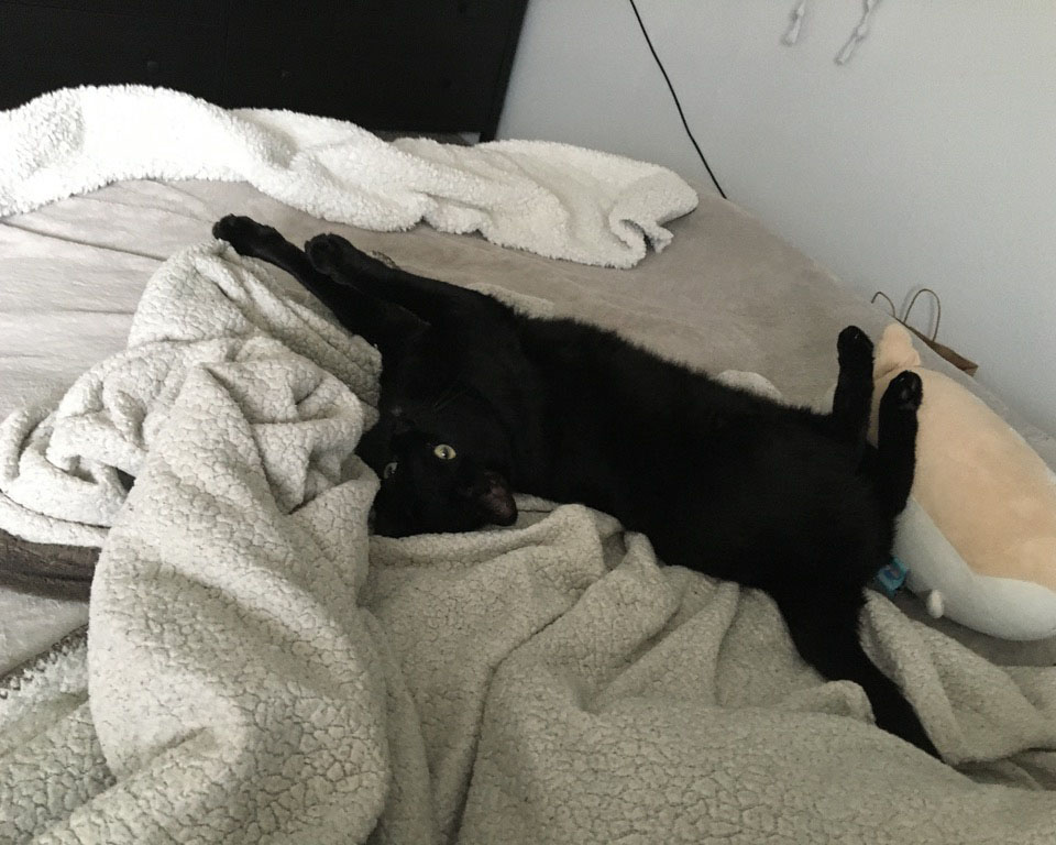 cat stretched out on bed, looking at camera upside down