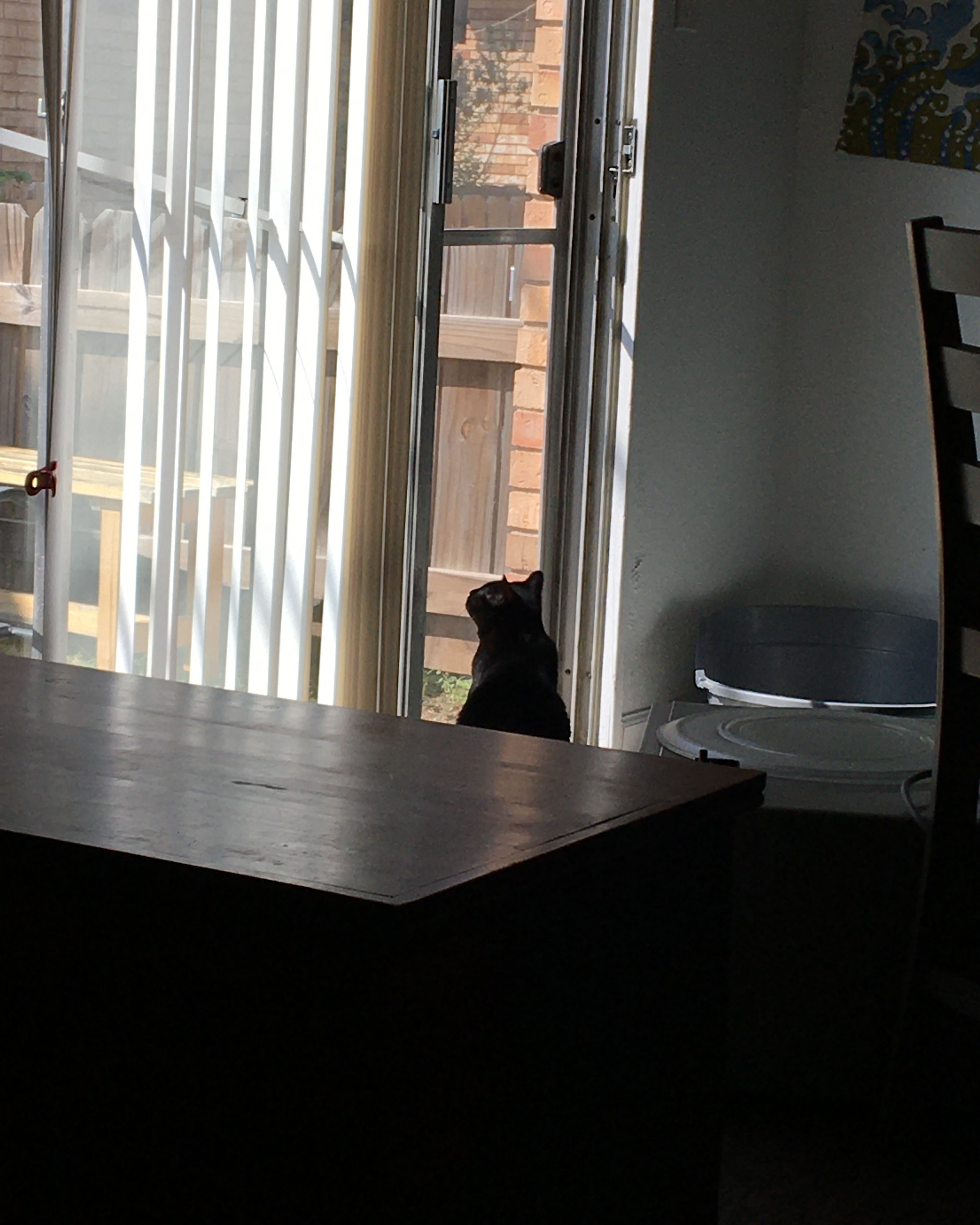 cat looking out of a screen door window