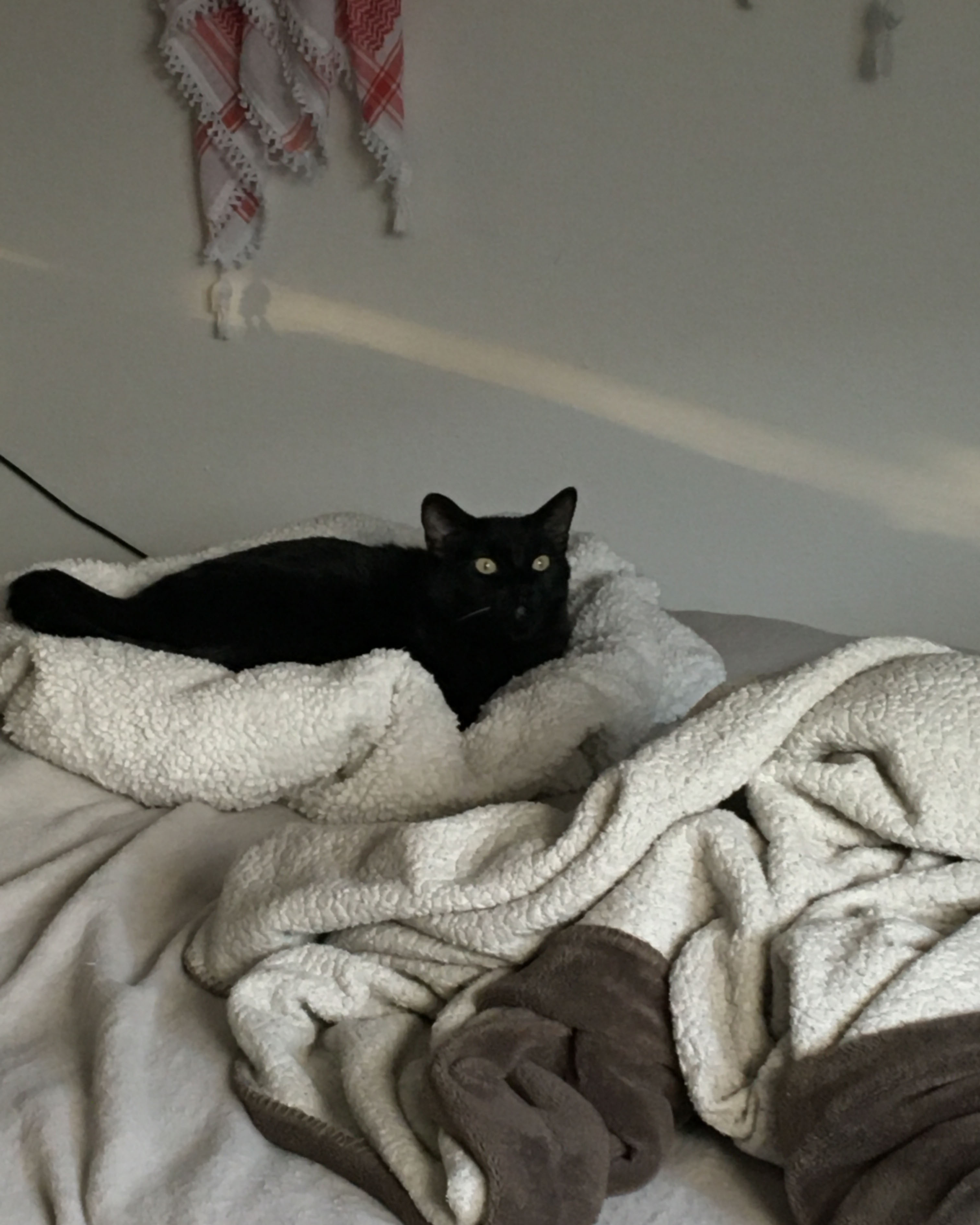 cat resting on bed looking intently at something out of frame